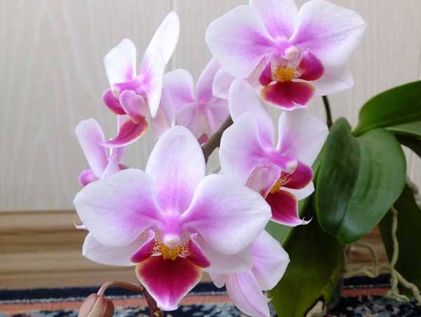 Почему орхидея не цветёт в домашних условиях? с фото
