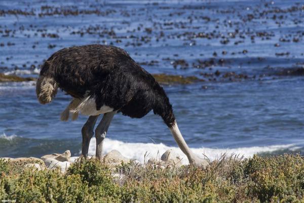 Почему и зачем страусы прячут свою голову в песок? - фото