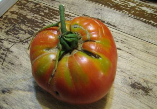 Почему трескаются помидоры на кустах с фото