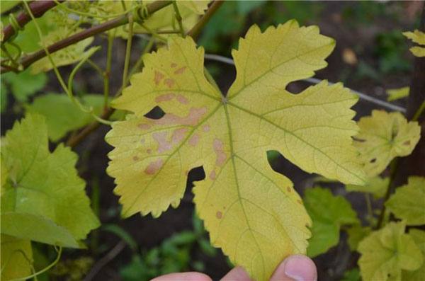 Почему желтеют и сохнут листья винограда? с фото