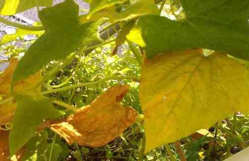 Почему желтеют листья у огурцов? - фото