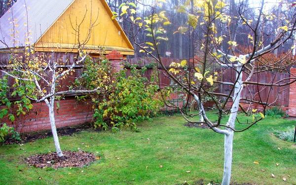Подготовка сада к зиме: какие работы выполнить осенью с фото