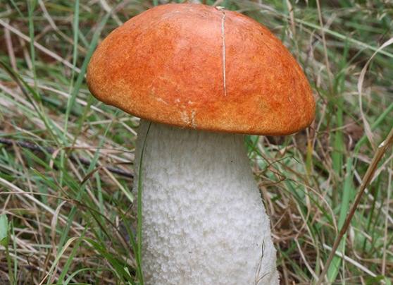 Подосиновик  фото, описание гриба, как готовить - фото
