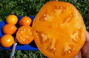 Томат Хурма  оранжевое чудо с великолепным вкусом - фото