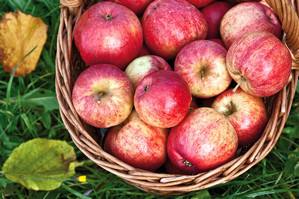 Красивые, вкусные и полезные яблоки Штрифель с фото