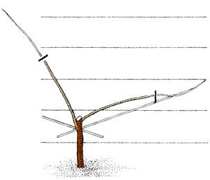 Подвязывание ветвей в горизонтальном положении - фото