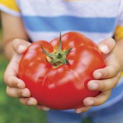 Биф-помидоры: характеристика, лучшие сорта - фото