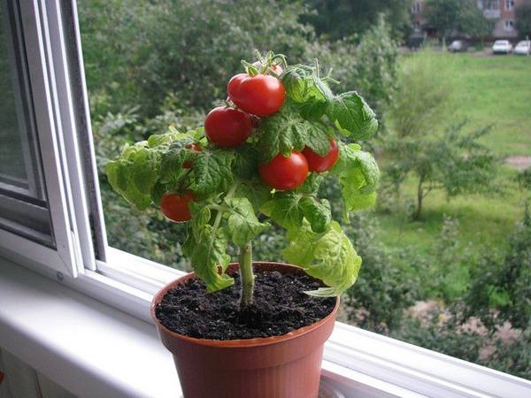 Правила выращивания помидоров в домашних условиях на подоконнике - фото