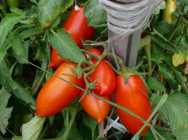О помидорах «дамские пальчики» с фото