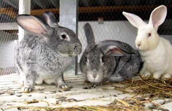 Основные причины и лечение поноса у кроликов - фото