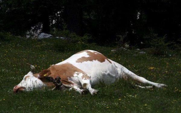 Болезни после отела у коров: симптомы и лечение - фото