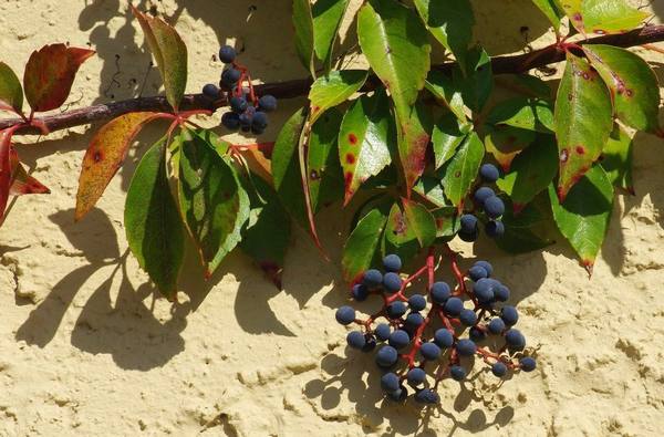 Способы посадки девичьего винограда осенью - фото