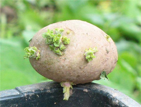 Правильная посадка картофеля в Московской области с фото
