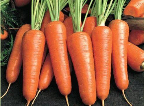 Посадка моркови под зиму  ранний урожай обеспечен - фото