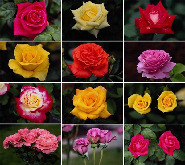 Правильный выбор роз  залог успеха в выращивании - фото