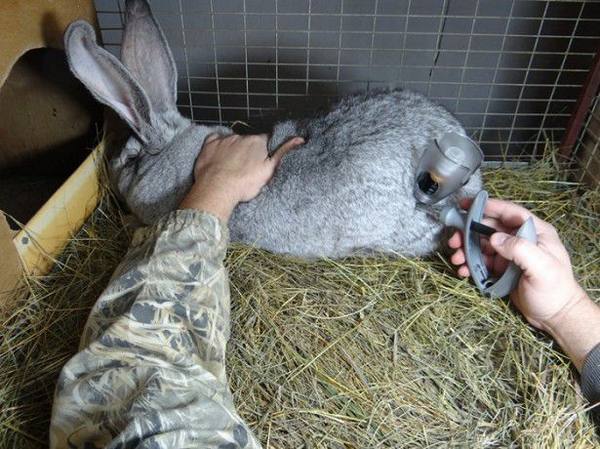 Какие прививки необходимо сделать кроликам? с фото