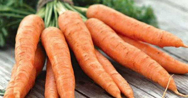 Ранние сорта моркови для пучковой продукции - фото
