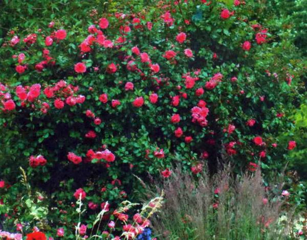 Распространенные сорта плетистых роз для сада, фото - фото