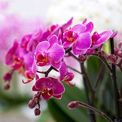 Размножение комнатных орхидей: как получить новый цветок в домашних условия ... - фото