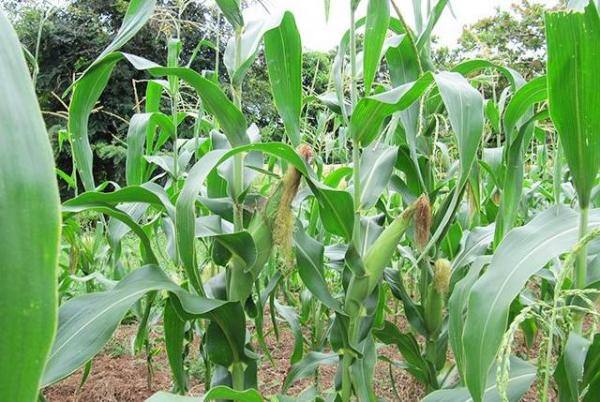 Технология выращивания сладкой сахарной кукурузы - фото