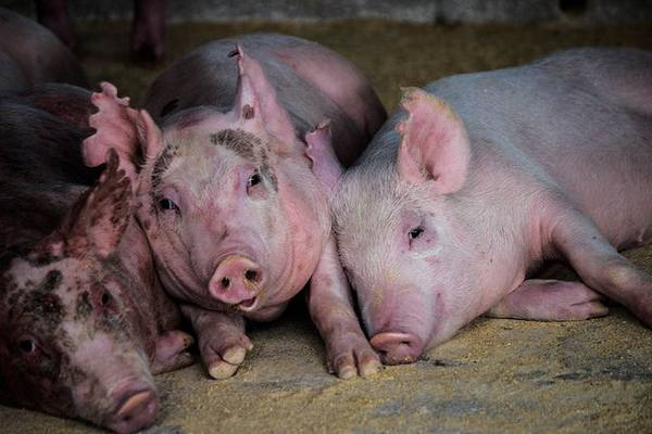 Как бороться с саркоптозом у свиней с фото