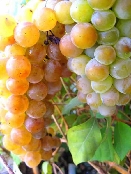 Сбор и хранение гроздей винограда - фото
