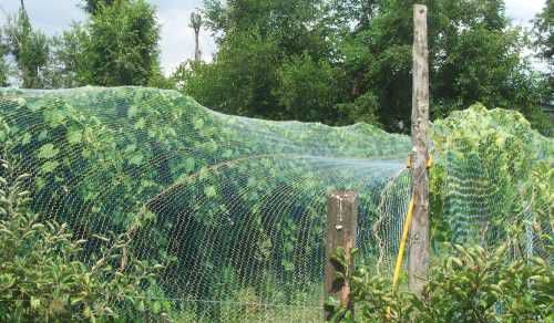 Защита для винограда с помощью специальной сетки с фото