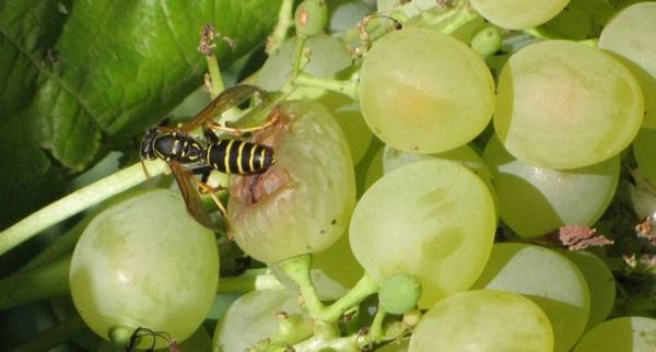 Защита винограда от ос: использование сетки - фото