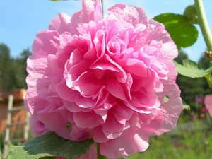 Как вырастить прекрасную шток розу (мальву) у себя в саду с фото