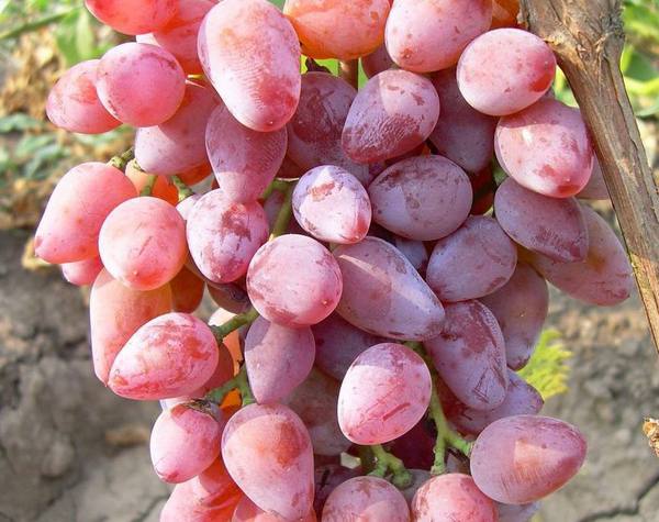 Виноград сорта бело розовый - фото