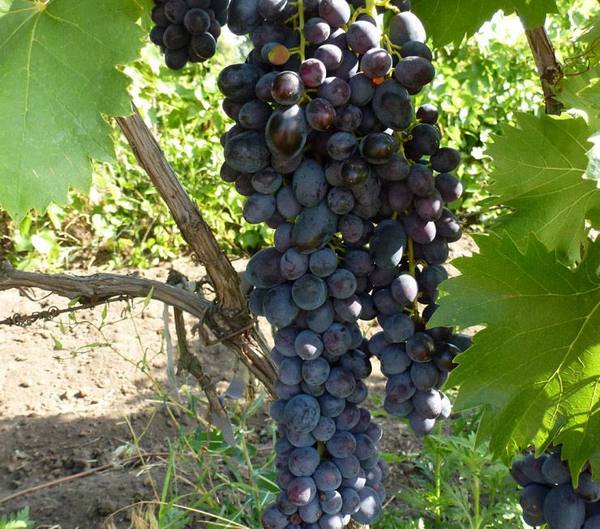 Особенности винограда «Яся» с фото