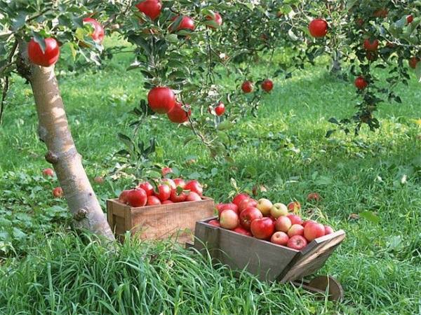 Яблоки Гала Фото И Описание Сорта