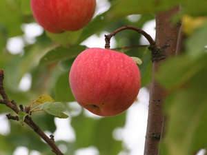 Подробное описание сорта яблони «Мелба» - фото
