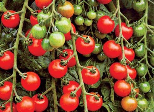 Сорта помидоров для открытого грунта - фото