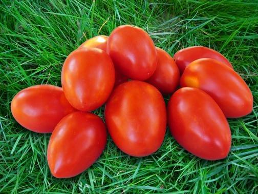 Сорта помидоров с фото и описанием - лучшие урожайные сорта - фото