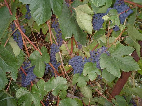 Сорта винограда для Средней полосы России с фото
