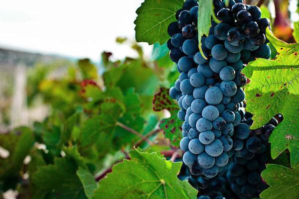 Сорта винограда для вина - лучшие из них - фото