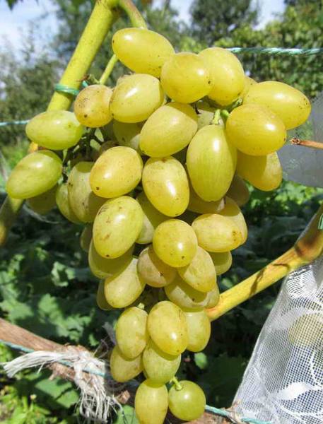 Сорта винограда раннего срока созревания - фото
