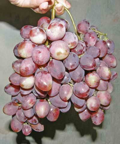 Сорта винограда ранне-среднего срока созревания - фото