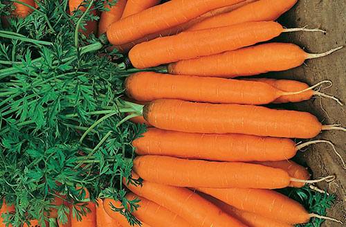 Сортотипы моркови - фото
