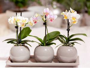 Как размножаются разные виды орхидей? с фото