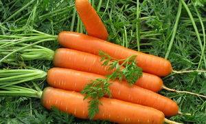 Когда и как правильно сажать морковь весной? - фото