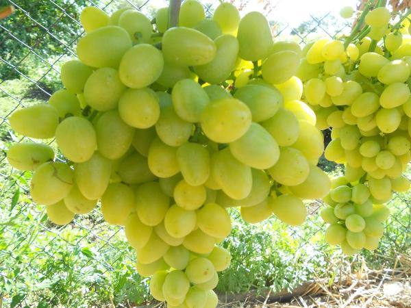 10 самых лучших столовых сортов винограда - фото