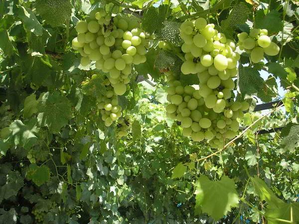 Техника весенней посадки саженцев винограда - фото