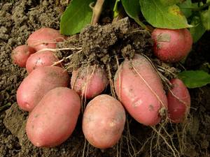 Описание способа выращивания картофеля под соломой - фото