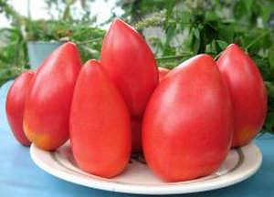 Выращивание томатов сорта «Батяня» на своем участке (фото и видео советы) - фото