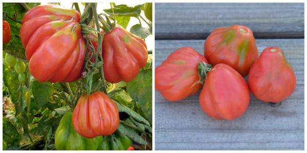 Грушевидные сорта томатов - описание с фото