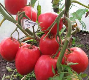 Как вырастить на своем участке томаты сорта «Кенигсберг» - фото