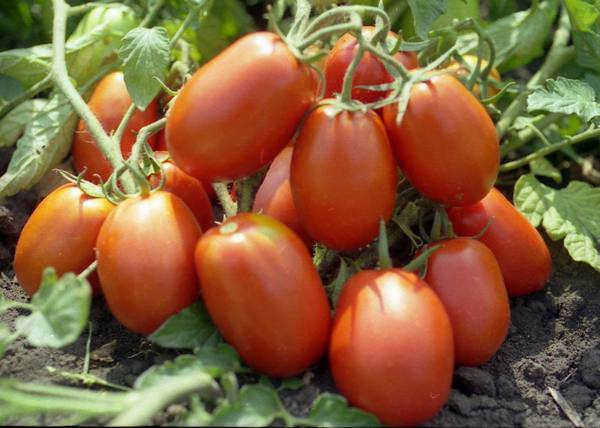 Рио Гранде - голландский томат с фото