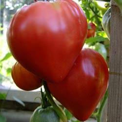 Выращивание томатов Воловье сердце с фото